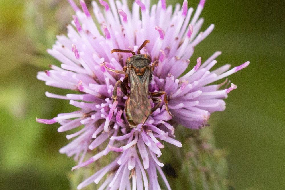  Nomada kohli Schmiedeknecht, 1882