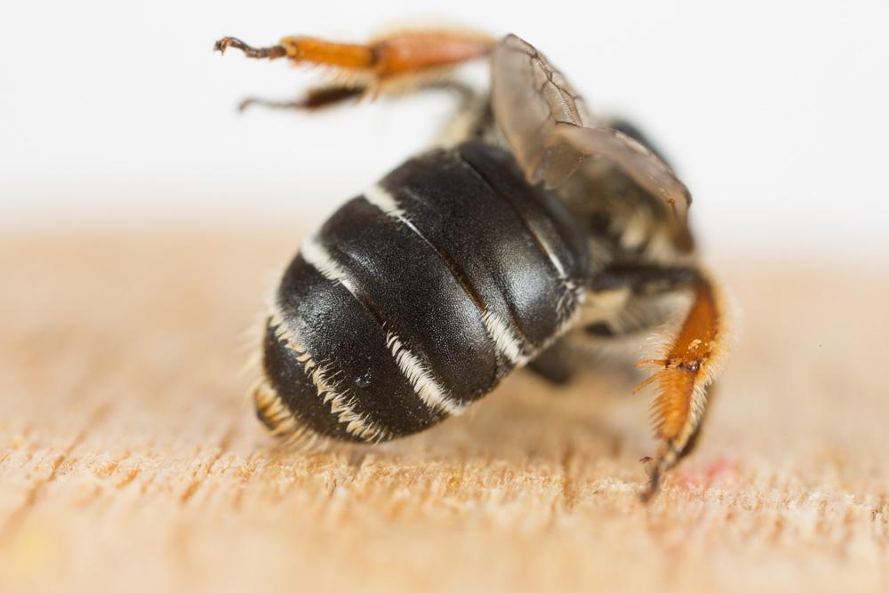  Andrena intermedia Thomson, 1870