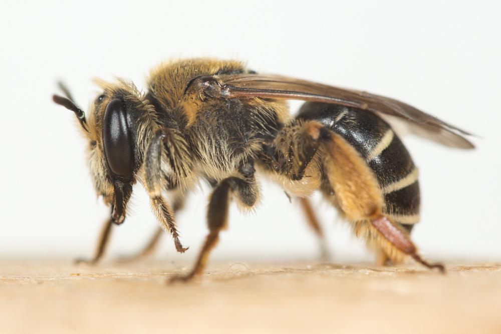  Andrena wilkella (Kirby, 1802)