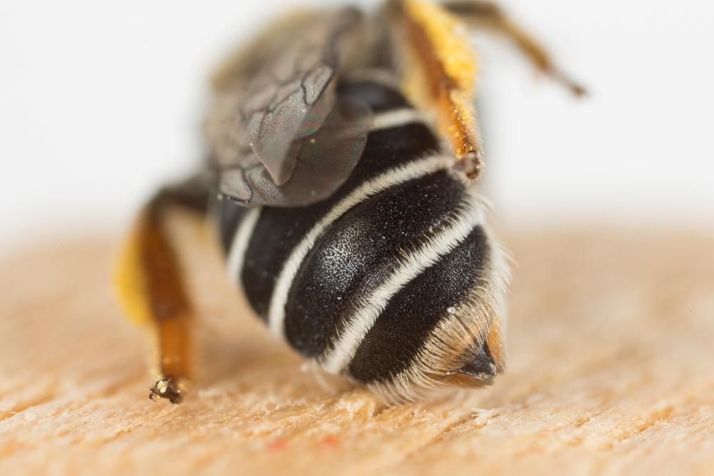  Andrena afzeliella (Kirby, 1802)