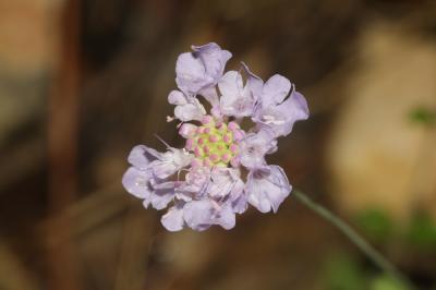 Scabieuse à trois étamines, Scabieuse de Gramont Scabiosa triandra L., 1753