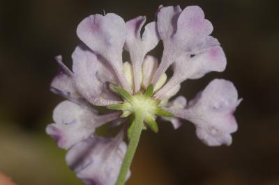 Scabieuse à trois étamines, Scabieuse de Gramont Scabiosa triandra L., 1753