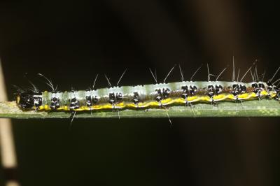  Uresiphita gilvata (Fabricius, 1794)