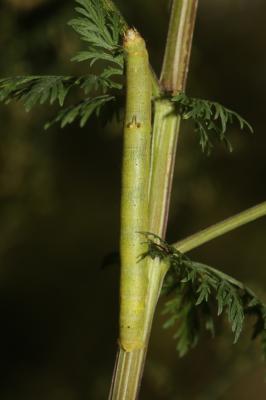 Boarmie lunulée (La) Ascotis selenaria (Denis & Schiffermüller, 1775)