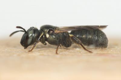 Cératine de Dalla Torre Ceratina dallatorreana Friese, 1896