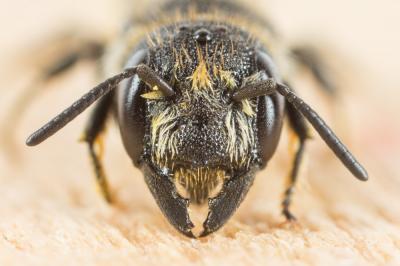  Heriades truncorum (Linnaeus, 1758)