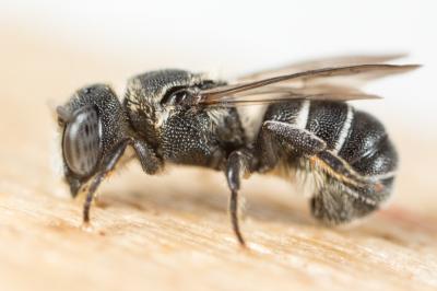  Heriades crenulata Nylander, 1856