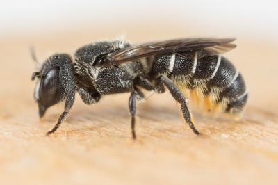  Heriades crenulata Nylander, 1856