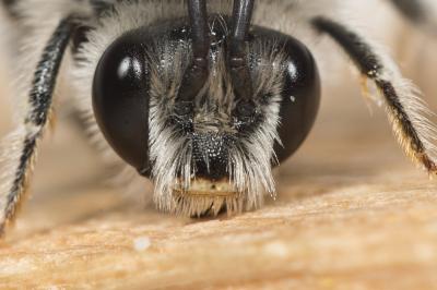 Eucère grise Eucera cineraria Eversmann, 1852