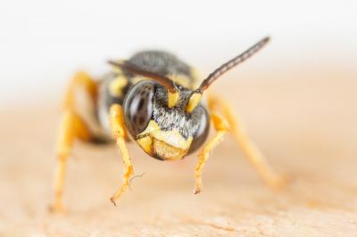  Nomada flavopicta (Kirby, 1802)