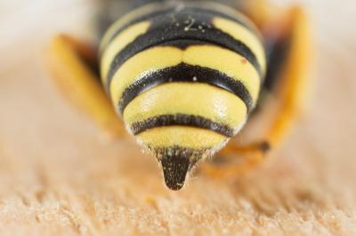  Nomada flavopicta (Kirby, 1802)