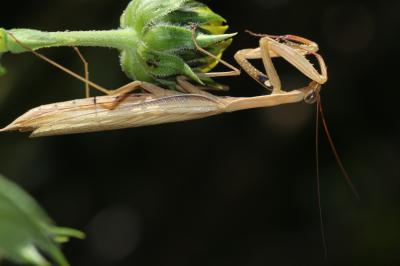 Mante religieuse Mantis religiosa (Linnaeus, 1758)