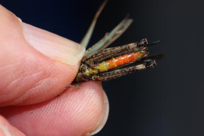 Criquet noir-ébène Omocestus rufipes (Zetterstedt, 1821)