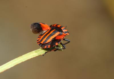 Punaise arlequin Graphosoma italicum (O.F. Müller, 1766)