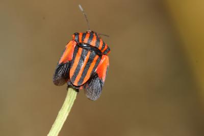 Punaise arlequin Graphosoma italicum (O.F. Müller, 1766)