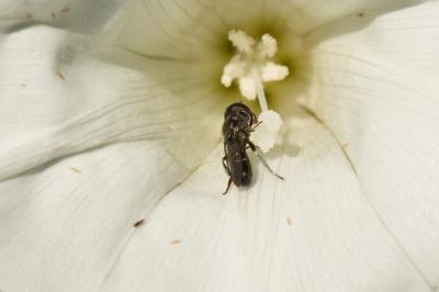  Eumerus argyropus Loew, 1848