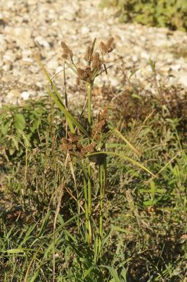 Souchet aggloméré Cyperus glomeratus L., 1756