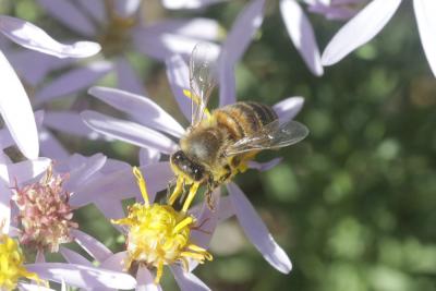 Abeille domestique, Abeille européenne, Abeille me Apis mellifera Linnaeus, 1758