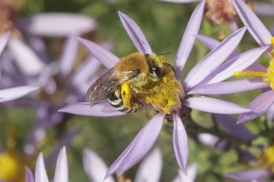  Colletes Latreille, 1802