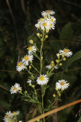 Aster à feuilles de Saule Symphyotrichum x salignum (Willd.) G.L.Nesom, 1995