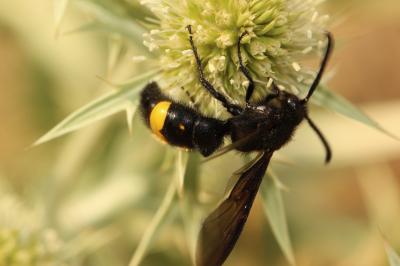  Scolia hirta unifasciata Cyrillo, 1787