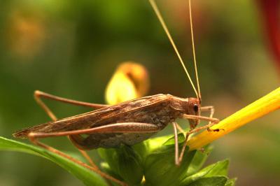 Phanéroptère liliacé,  Phi.lnéroptère feuille-de-l Tylopsis lilifolia (Fabricius, 1793)