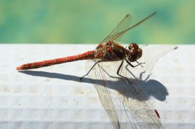 Sympétrum fascié (Le) Sympetrum striolatum (Charpentier, 1840)