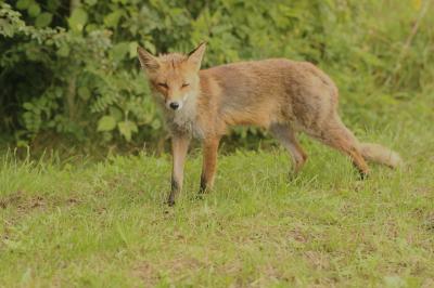 Renard roux Vulpes vulpes (Linnaeus, 1758)