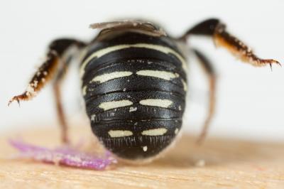  Anthidium taeniatum Latreille, 1809