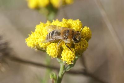  Colletes Latreille, 1802