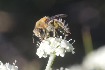  Colletes Latreille, 1802