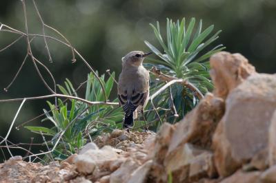 Traquet motteux Oenanthe oenanthe (Linnaeus, 1758)