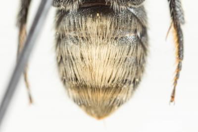  Osmia ligurica Morawitz, 1868