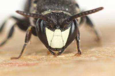  Hylaeus signatus (Panzer, 1798)