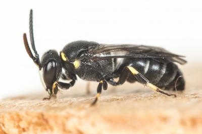  Hylaeus pictus (Smith, 1853)