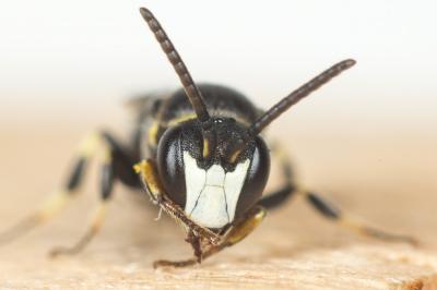  Hylaeus pictus (Smith, 1853)