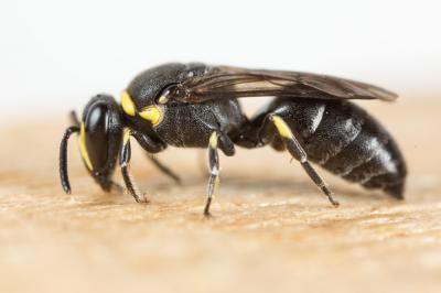  Hylaeus pictus (Smith, 1853)