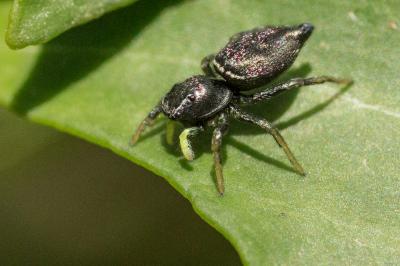  Heliophanus auratus C.L. Koch, 1835