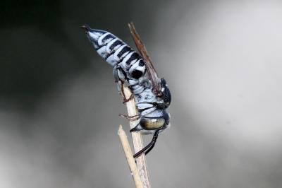  Coelioxys argentea Lepeletier, 1841