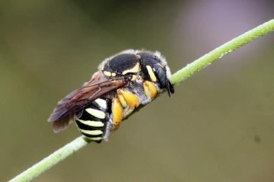  Trachusa integra (Eversmann, 1852)