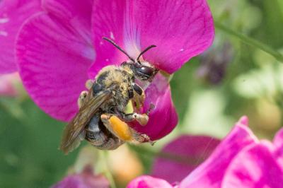 Eucère dorée Eucera chrysopyga Pérez, 1879