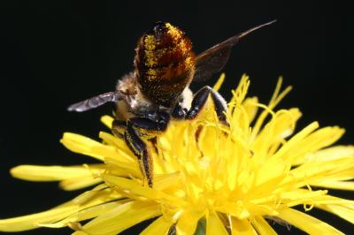  Megachile pilicrus Morawitz, 1877