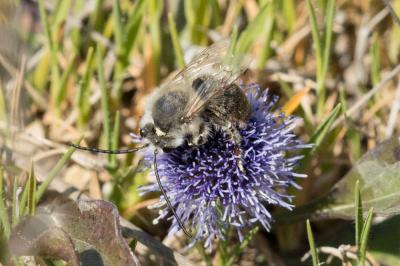 Eucère caspienne Eucera caspica Morawitz, 1873