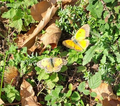 Souci (Le) Colias crocea (Geoffroy in Fourcroy, 1785)