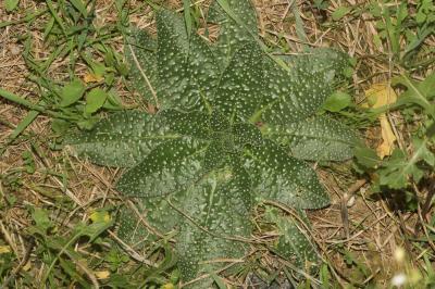 Vipérine des Pyrénées Echium asperrimum Lam., 1792