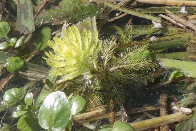 Myriophylle aquatique, Myriophylle du Brésil, Mill Myriophyllum aquaticum (Vell.) Verdc., 1973