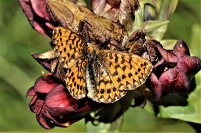 Nacré porphyrin (Le), Alezan (L'), Jason (Le), Gra Boloria titania (Esper, 1793)