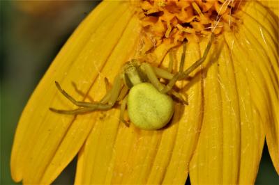 Misumène variable Misumena vatia (Clerck, 1758)