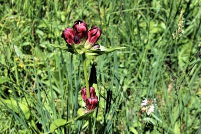 Gentiane pourpre Gentiana purpurea L., 1753