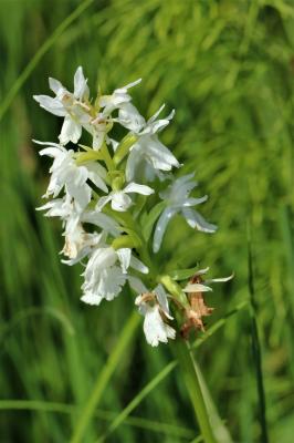 Platanthère à deux feuilles, Platanthère à fleurs  Platanthera bifolia (L.) Rich., 1817